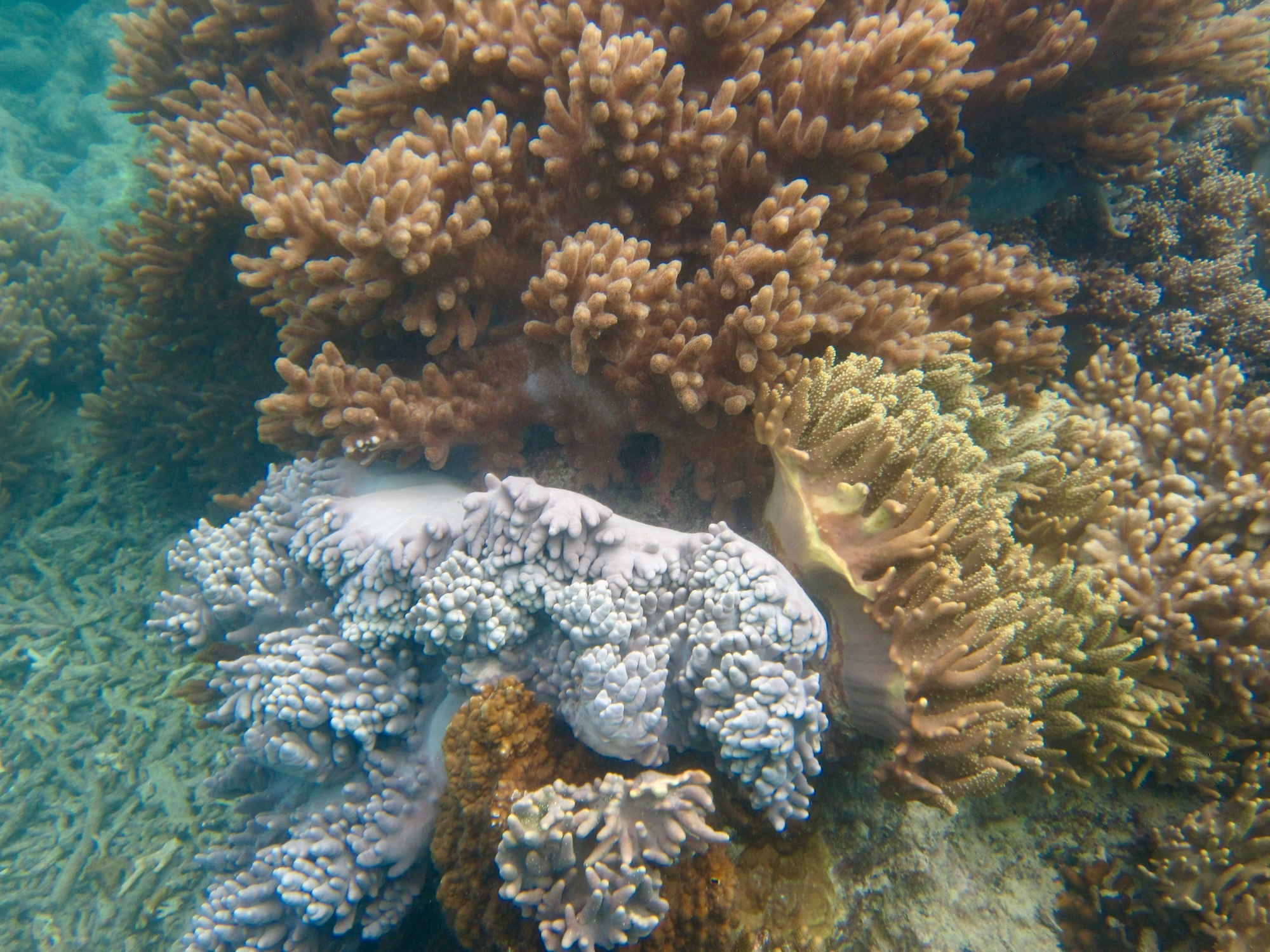 Verschiedene Korallen